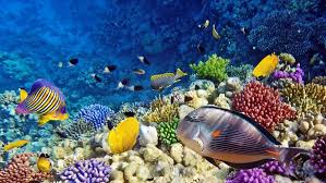 Ocean Tropical Sea Reef Underwater Underwater Fish Fishes Ocean Sea Tropical Reef Fishes Fish Best Snorkeling Underwater Fish Red Sea