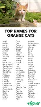 Here is a list of gingers (real or fictional) that any cat would also, you could name a female companion cat jasmine. Cute Orange Kitten Names Girl Novocom Top