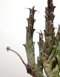 Image result for Tridentea marientalensis