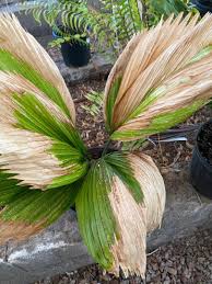 Image result for Licuala grandis