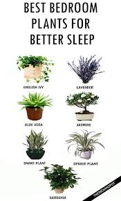 Best Plants To Keep In Your Bedroom To Help You Sleep Bedroom Plants Plants Best Plants For Bedroom