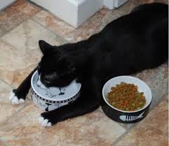 Pin By Tugba Solak On Cats Silly Animals Cat Pics Cats And Kittens