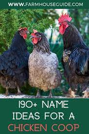 The results we show for the keyword unique chicken will change over time as new keyword trends develop in the associated keyword catoegory and market. 190 Name Ideas For A Chicken Coop Chicken Coop Chicken Coop Names Chicken Names