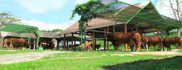 Institut pertanian bogor (ipb), paramedik veteriner, undergraduate. Whoami Author At Balai Besar Inseminasi Buatan Singosari Malang Bbib Singosari Malang Laman 5 Dari 15