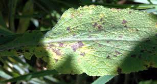 Perhaps it's true of all foxgloves, but these reseed so. Foxglove Digitalis Spp Leaf Spots Pacific Northwest Pest Management Handbooks