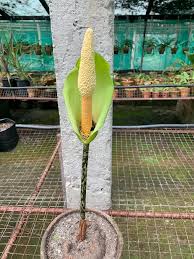 Image result for Amorphophallus