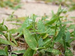 Image result for Eccoptocarpha obconiciventris