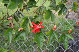 Image result for Passiflora vitifolia