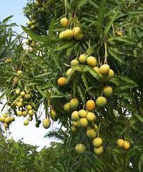 Buy fresh kesar mango (1 kg) on jsfresh.com and get wholesale prices. Hapus Kesar Mango Plant At Rs 150 Piece S Mango Plant Id 12028995988