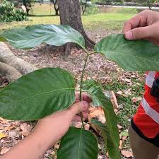 Image result for Khaya grandifoliola