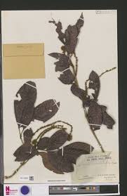 Image result for Eriocoelum