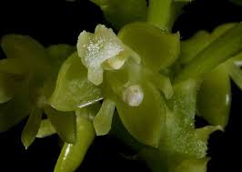 Image result for Polystachya