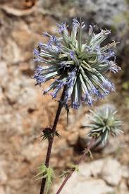Image result for Echinops longifolius