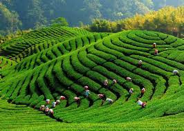 Discover The Benefits Of The Famous Oolong Tea From Taiwan Black Tea Green Tea Alishan Mountain Super Healthy Organic Natural Tea Farm Tea Garden Scenery