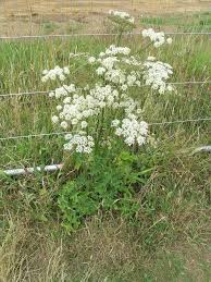 Image result for Heracleum
