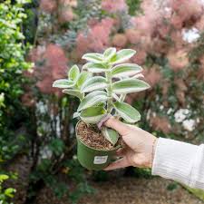 Image result for Tradescantia