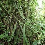 Image result for Diaphananthe vesicata