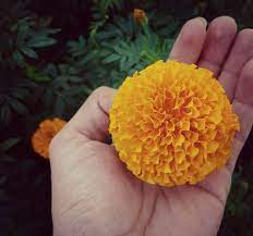 Plants that repel mosquitoes may also work as wasp repellent plants, as well, so explore your options before planting. Keep Mosquitoes Away By Planting Certain Plants In Your Garden