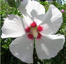 The Rodney Dangerfield of the Landscape