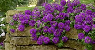 Image result for foto verbena