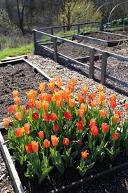 How to plant tulips in garden. Planting Tulip Bulbs In Your Vegetable Garden Longfield Gardens