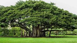 How Many Trees Are Needed To Produce Enough Oxygen For One Person Natural Living Nurserylive Wikipedia