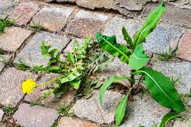 For how to get rid of nutgrass and other weeds permanently using this formula, spray the area at least once a week until the plants are completely gone. How To Get Rid Of Weeds Between Interlocking Bricks 4 Foolproof Methods Pepper S Home Garden