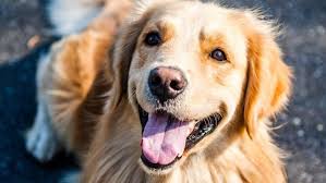 Petsmart at old town scottsdale. Arizona Humane Society Offering Free Pet Adoptions All About Arizona News