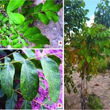 Image result for Zanha africana