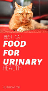 Best Cat Food For Urinary Health Oliveknows Best Cat Food Cat Food Cats