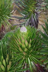 Image result for Lobelia chireensis