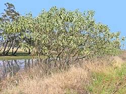 Image result for Solanum mauritianum
