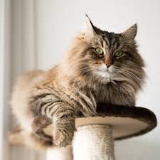 ‪20 Cutest Cat Breeds (with Photos)‬‏