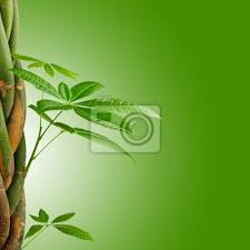 Image result for pachira obrázek