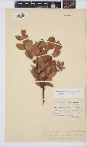 Image result for Hippocratea longipetiolata