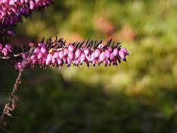 Heather Flower Meaning Symbolism And Cultural Significance