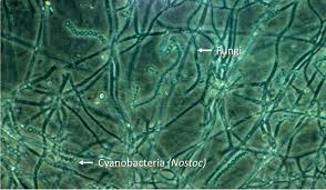 We did not find results for: Lichens Hybrid Organisms Encyclopedia Of The Environment