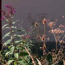 Whether you live here, or are just passing through, we invite you to enjoy everything. Vernonia Arkansana Vernonia Crinita