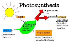 Photosynthesis The Process By Which Green Plants And Some Other Organisms Use Su Photosynthesis Lessons Photosynthesis Photosynthesis And Cellular Respiration