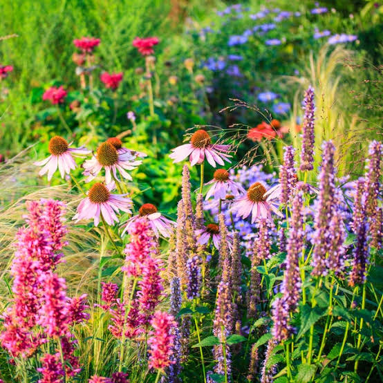 50 Best Summer Flowers to Plant in Your Garden and Yard