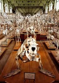 Pin By Carrie Garrott On Fossils Rocks And Minerals Museum Bone Art Natural History