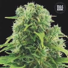 Check spelling or type a new query. Auto Northern Light Bulk Seed Bank