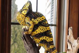 I got her from petsmart a week and a half or two weeks ago and they never told me how old she was. How Long Do Veiled Chameleons Live