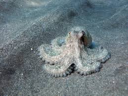 Octopus Genus Wikipedia