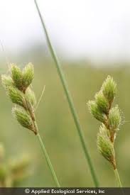 Image result for Scoparia