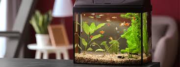 The fish tank room is a setting in fatal frame. Is A Fish Tank In A Toddler S Room A Good Idea