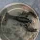 Extreme Rockpool Safari - South Landing, Flamborough event image
