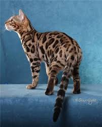 I have over 30 years experience with exotic animals and over 12 years experience with bengals. Tips For Buyers The Bengal Cat Directory Resource For Bengal Cats Kittens And Information