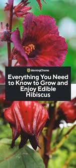 We did not find results for: How To Grow Edible Hibiscus Flowers In Your Garden