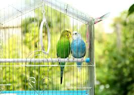 Some birds, like finches and canaries, generally don't like to be handled by (and be sure to get a cage that is large enough to allow them to fly around inside. Cost Of Purchasing And Caring For A Pet Bird The Happy Chicken Coop